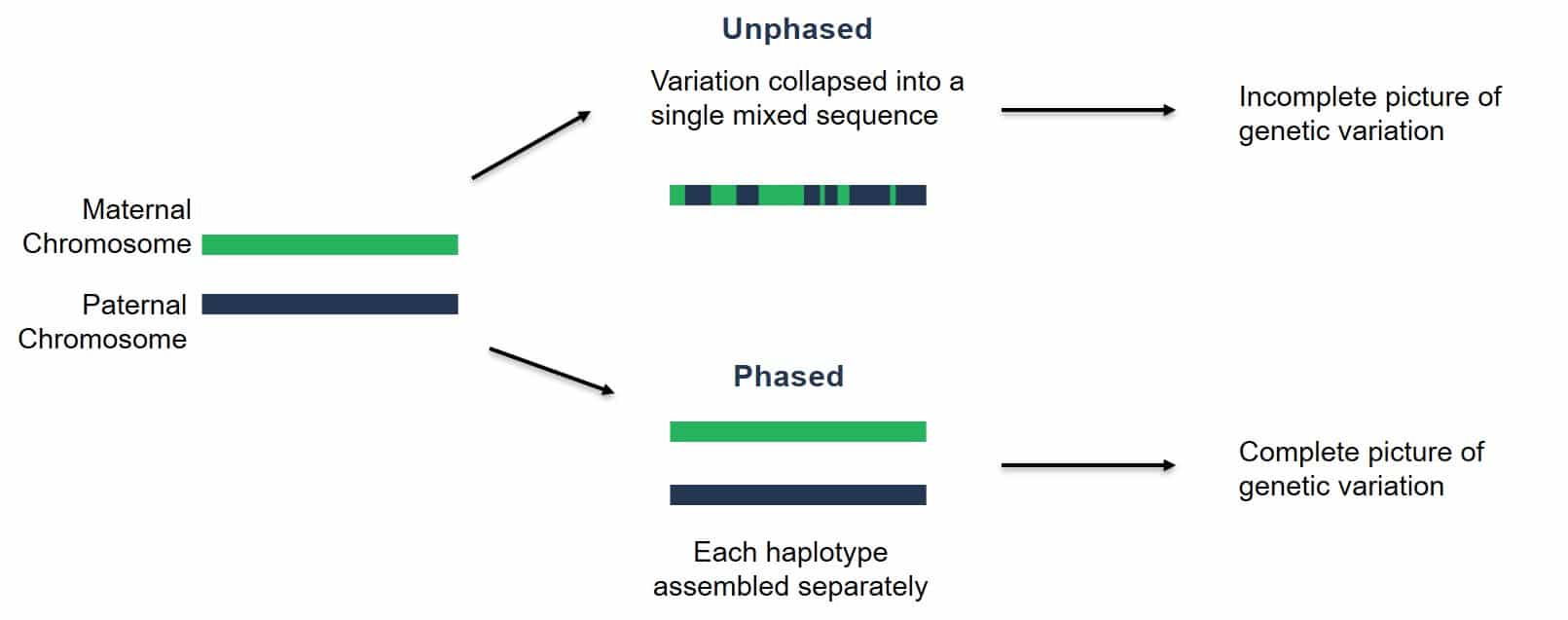 Phasing to seperate material and paternal Haplotypes