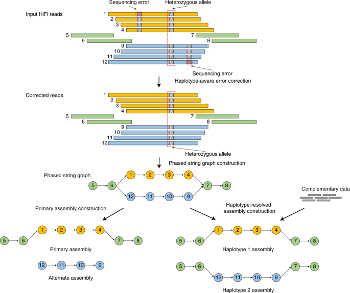 Haplotype-resolved de novo assembly using phased assembly graphs with  hifiasm | Nature Methods