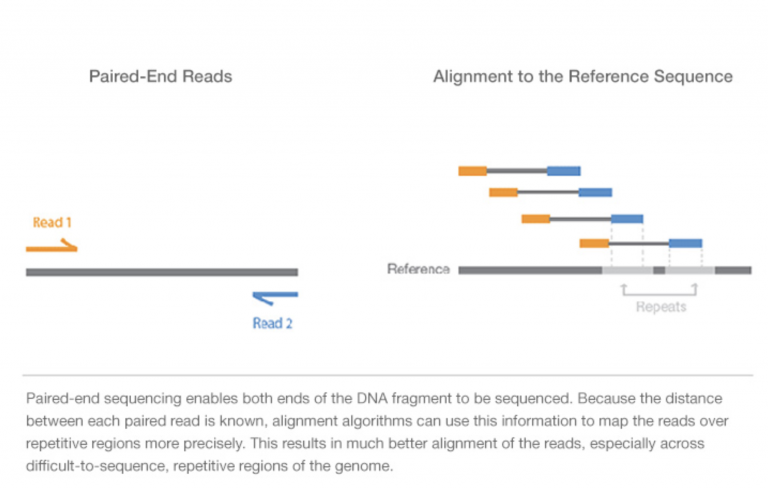 Model of Illumina paired-end reads